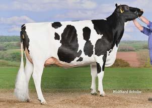 aaa: 534162 I Nato il: 18.12.2015 FAMILY: KNS INTEGRITY DORFGIRL EX-93 cicero KNS CICERO 115 145 DE000358665633 CINEMA (CHEVROLET X SNOWMAN) X DALISTA BALISTO X DREAM ROCK SHAMROCK C. 9.81 Tipo 0.