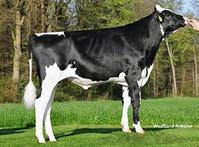 aaa: 243561 I Nato il: 24.04.2015 FAMILY: SNOWFLAKE MABELLE EX-90 milton MILTON 123 138 DE000358110833 MISSOURI (DAY X ROBUST) X MABELLE SNOWFLAKE X MIRIAM GERARD C. 8.27 Tipo 1.96 ICM 2.