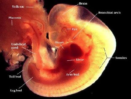 (Larghero) Procedure d interruzione Intercettivi, impediscono l annidamento dell embrione (spirale, pillola del giorno dopo (?