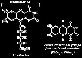 Nucleotidi Flavinici FMN= Flavin Mono nucleotide FAD= Flavin Adenin Dinucleotide sono i coenzimi derivanti dalla RIBOFLAVINA (Vit B2) FAD e FMN sono coenzimi di enzimi che