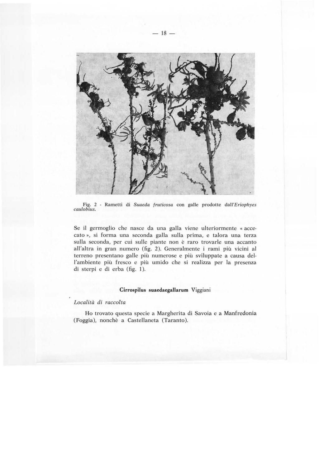 -18- Fig. 2 - Rametti di Suaeda fruticosa con galle prodotte dall'eriophyes caulobius.