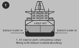 L acqua di zavorra delle navi viene considerata come uno dei principali vettori per il