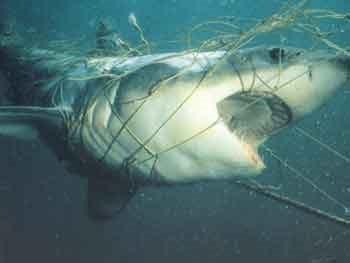 By -Catch Il by-catch è responsabile della cattura ogni anno di milioni di mammiferi marini squali tartarughe ed uccelli marini che rimangono vittime di