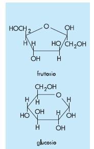 Glucosio È il monosaccaride che costituisce l amido, la cellulosa e il glicogeno. Si trova nella frutta e nel miele.