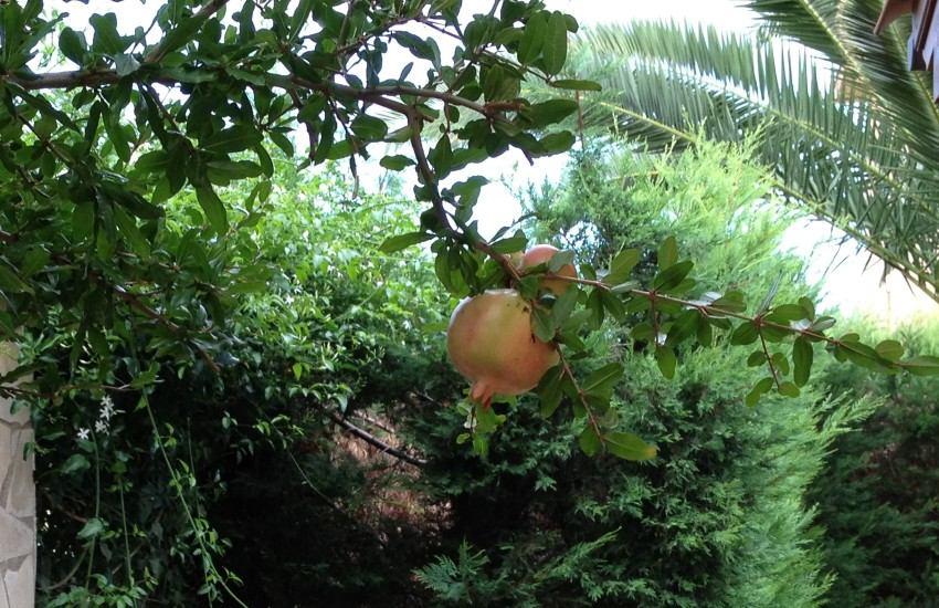riassetto idraulico dei bacini dell'olmo Il melograno è una pianta della famiglia delle Punicaceae, originario di una regione che va dall'iran alla zona himalayana dell'india