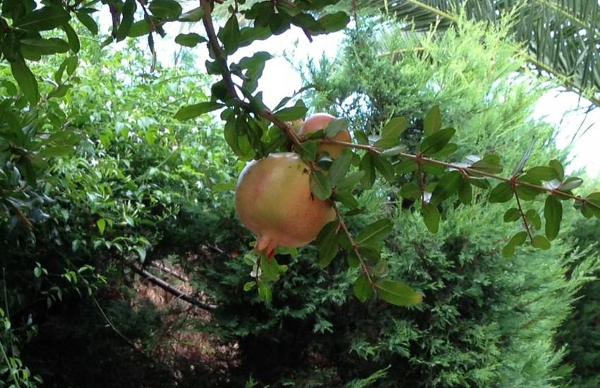 riassetto idraulico dei bacini dell'olmo Tutte le proprietà ed i benefici della melagrana e del succo di melagrana.