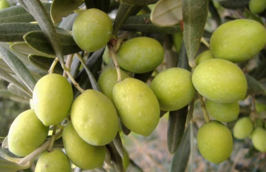 riassetto idraulico dei bacini dell'olmo olive pregiate coltivate nella valle dell'olmo