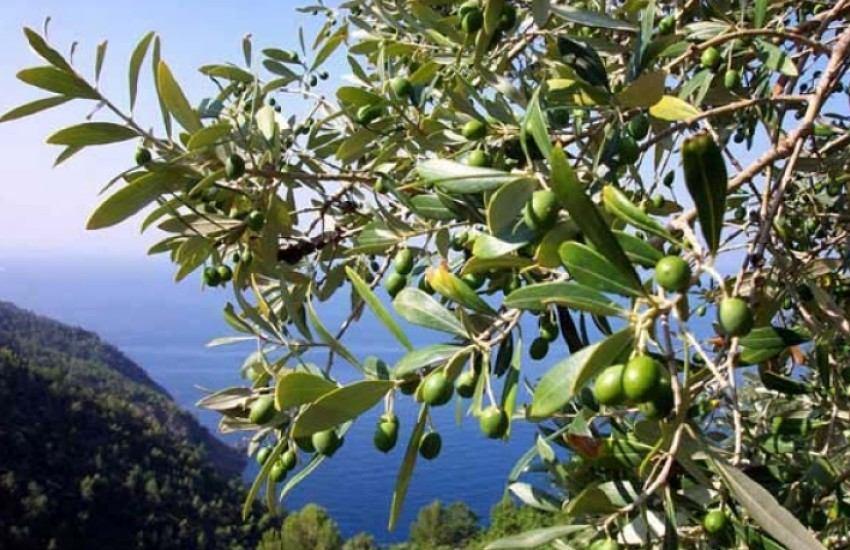 riassetto idraulico dei bacini dell'olmo 1 Una spremuta fa bene alla salute foto -