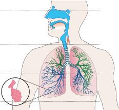 Penetrazione degli inquinanti nel tratto respiratorio Naso e gola: Particelle < 30 mm Trachea, bronchi
