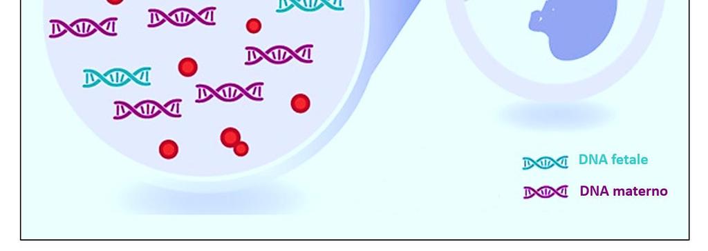 cellule della placenta, che circola