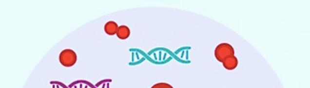 Il cff-dna nasce dalle cellule, dette trofoblasti, che compongono la placenta, ed è molto frammentato; i frammenti del DNA, infinitamente