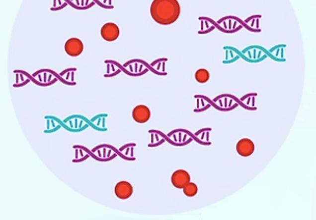 Gli studi hanno dimostrato che il cff- DNA può essere osservato già nel corso della 7 a settimana; la sua quantità aumenta con il progredire