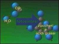 molecola organica.