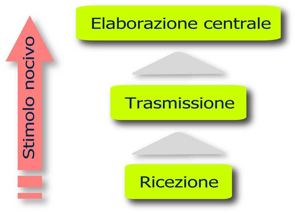 Il dolore è sensazione di origine periferica, a percezione corticale cosciente che