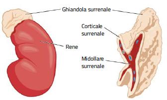 6. Le ghiandole surrenali La midollare surrenale secerne adrenalina e noradrenalina, che agiscono come