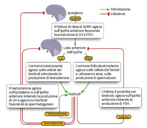 7. Le gonadi e gli ormoni sessuali Le gonadi producono ormoni sessuali: androgeni nei maschi e progesterone ed estrogeni