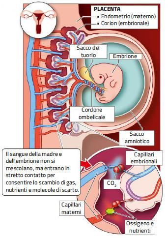 15. La placenta La placenta è una massa di tessuto spugnoso che permette la comunicazione tra madre ed embrione tramite il cordone ombelicale.