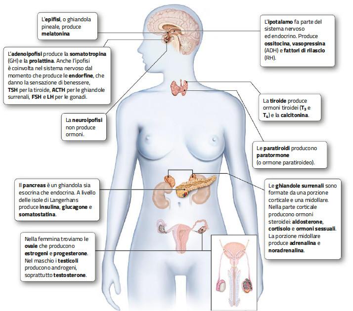 1. La struttura e le funzioni del sistema endocrino /1 Gli ormoni sono molecole di varia natura che mettono in