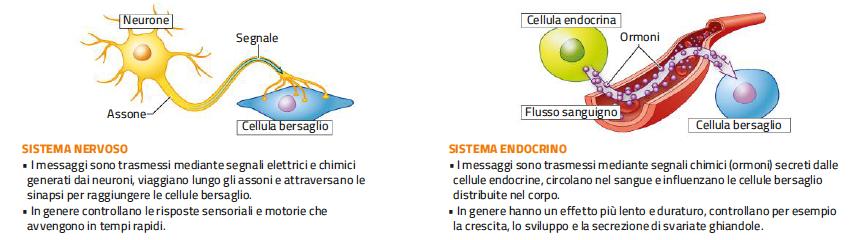 1. La struttura e le funzioni del sistema endocrino /2 Il sistema endocrino lavora in stretta sinergia con il sistema nervoso: non è