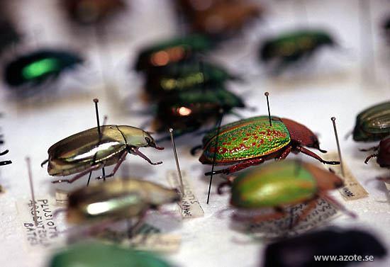 Perché perdiamo Biodiversità Analizzando le ragioni della perdita di diversità i fattori diretti più