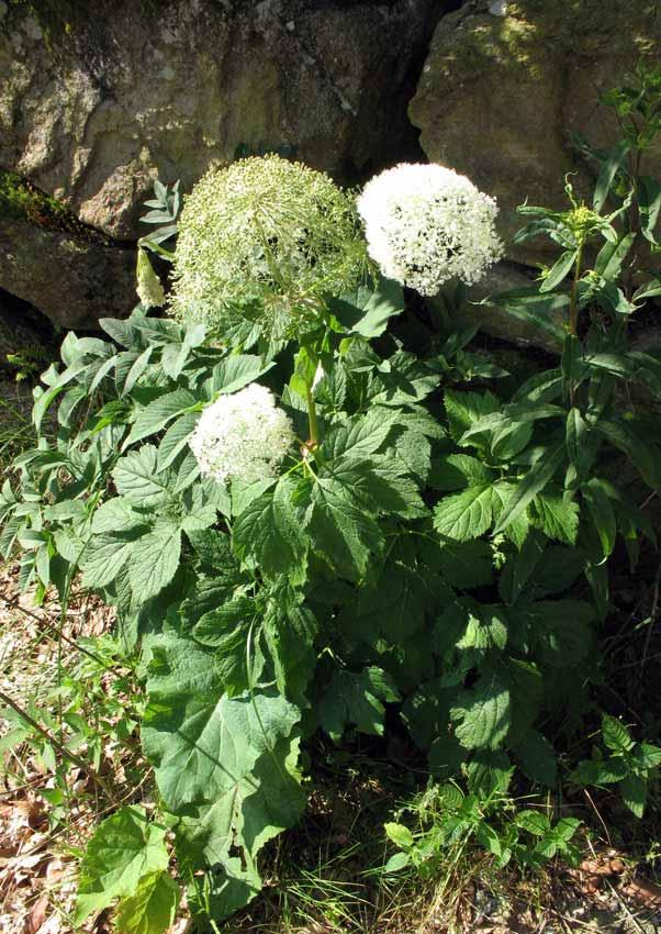 NOME SCIENTIFICO: PEUCEDANUM OSTRUTHIUM (L.) W. D. J.