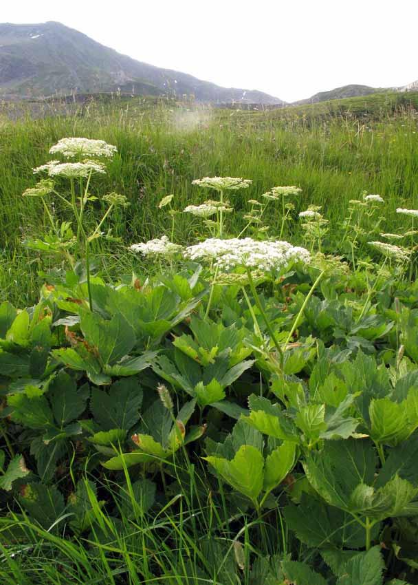 Peucedanum