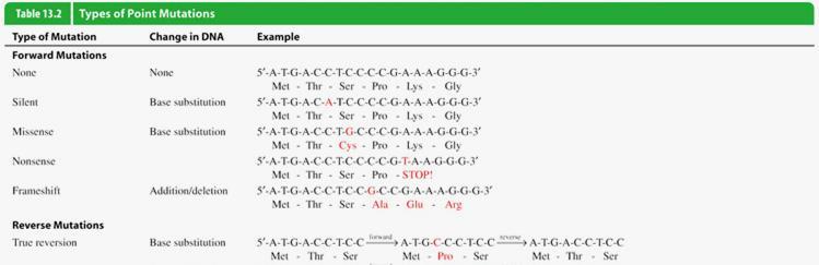 Basi della diversità genetica nei microrganismi Fluidità dell informazione genica: Mutazioni e trasferimento orizzontale Mutazioni Le mutazioni possono avvenire spontaneamente in seguito ad errori di