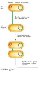 La coniugazione batterica Ceppo F+ di E. coli Ceppo F- di E.