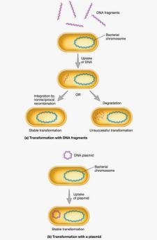 Trasformazione batterica Frammenti di DNA libero possono essere riconosciuti da proteine di membrana e trasportati all interno della cellula batterica, dove possono incontrare due destini diversi:
