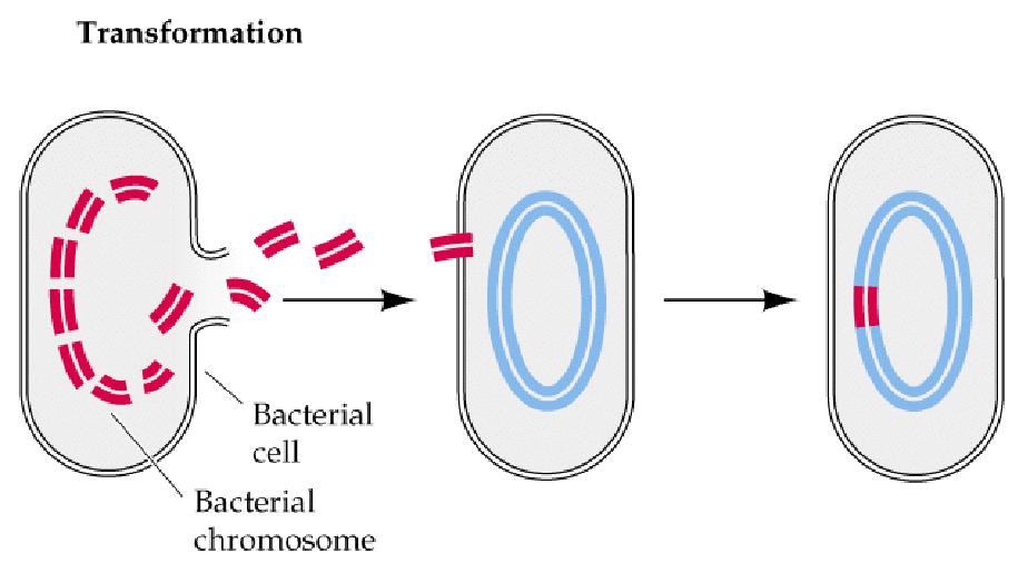 Schema semplificato della trasformazione batterica I batteri devono essere in uno stato di competenza per essere