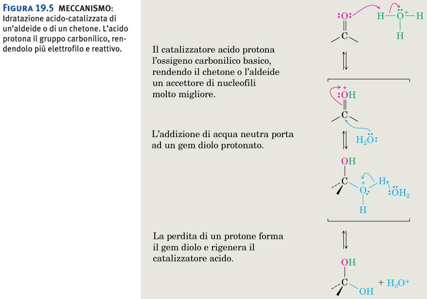 Idratazione Addizione di nucleofili Favoriti quando Lo stesso meccanismo si applica ad altri