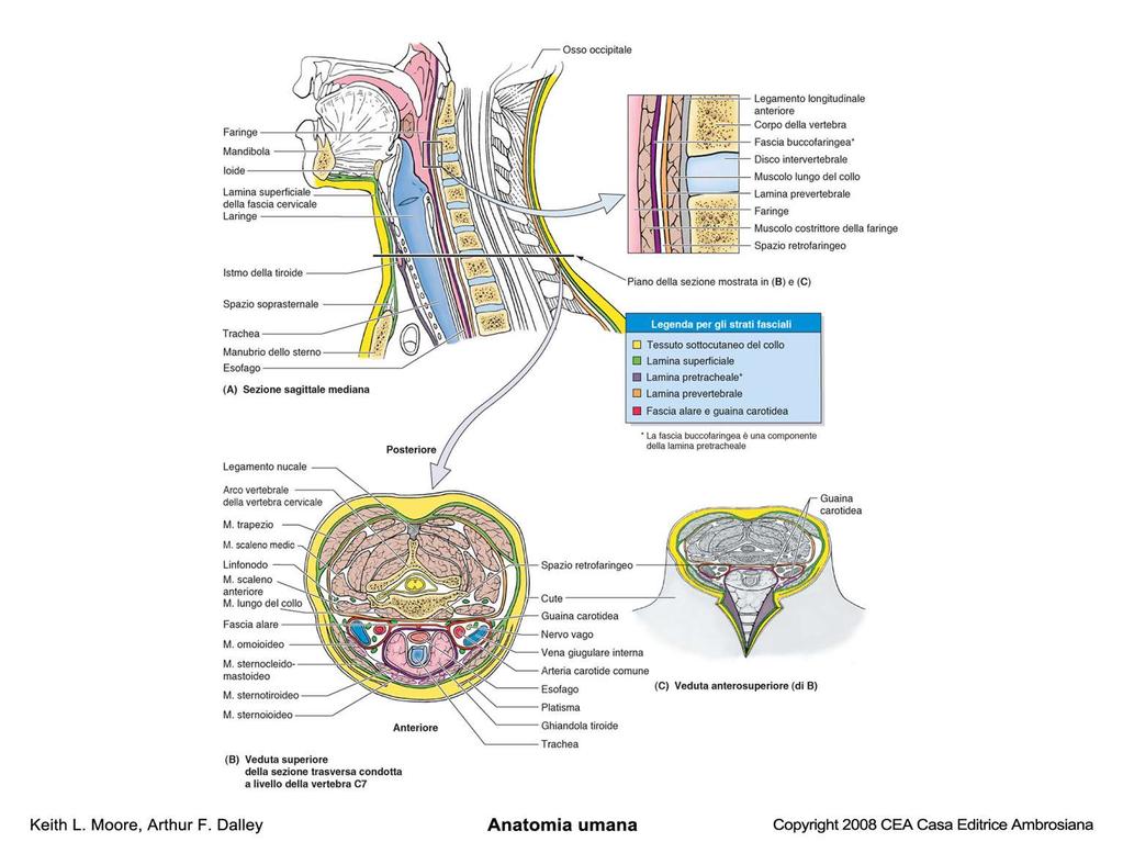 Parte posteriore Fascia cervicale superficiale Fascia cervicale media Fascia