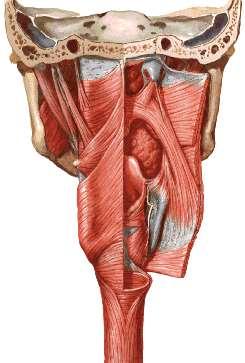 Faringe Lo strato muscolare esterno consiste in due strati di muscolatura scheletrica Le fibre dello strato interno decorrono longitudinalmente (muscoli