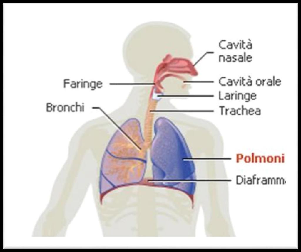 L a funzione respiratoria comprende tutte quelle attività fisiologiche finalizzate agli scambi gassosi: