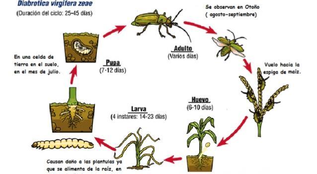 Ciclo Diabrotica virgifera Durata del ciclo: 25-45 giorni Estate Pupa 2-3 settimane Adulto 1-4 settimane Autunno volo degli adulti