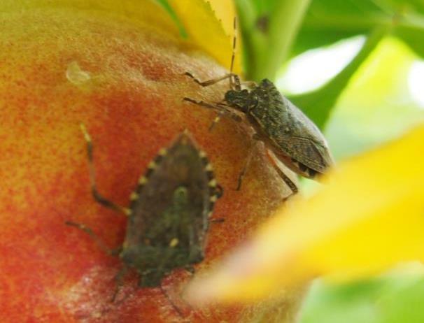 Danni alle colture Halyomorpha halys È in grado di pungere e danneggiare i frutti rendendoli: più sensibili alle malattie, in