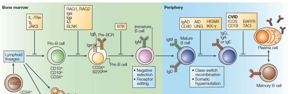 Immunodeficienze primarie B Le immunodeficienze primarie B comprendono un gruppo eterogeneo di disordini accumunati dalla marcata riduzione o l assenza di immunoglobuline nel siero.