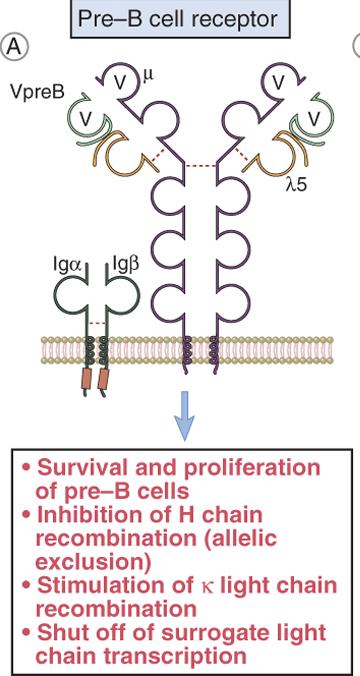 Funzioni del recettore preb Le cellule preb Cµ+SLC+