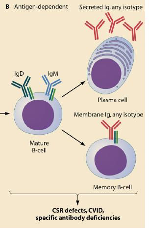 Immunodeficienze anticorpali da difetti funzionali delle cellule B Questo gruppo di immunodeficienze sono causate da difetti nella attivazione e nella