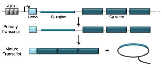 Trascritti germline La trascrizione della regione S è essenziale per la commutazione di classe di un particolare isotipo.