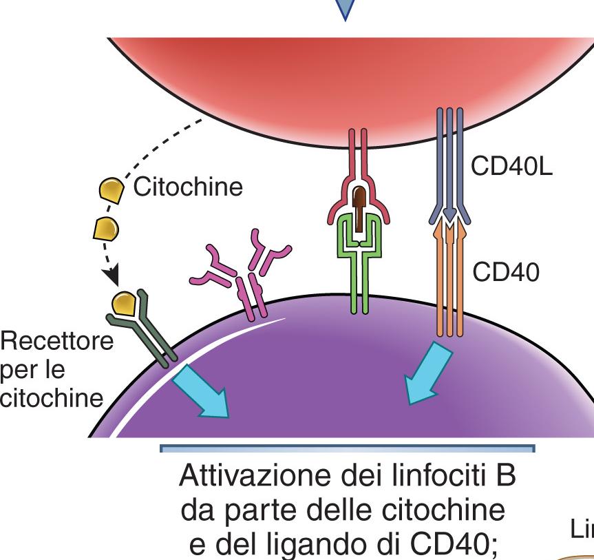 Ruolo dell interazione CD40-CD40L nell attivazione dei linfociti B Il CD40 è espresso costitutivamente dai linfociti B mentre il suo ligando CD40L (omologo al TNF-α) è espresso dai linfociti T