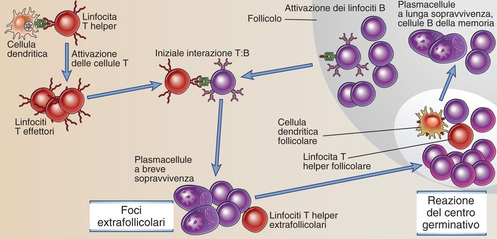 Caratteristiche della risposta anticorpale T dipendente Gli antigeni proteici vengono riconosciuti dai linfociti T e B specifici negli organi linfoidi secondari.