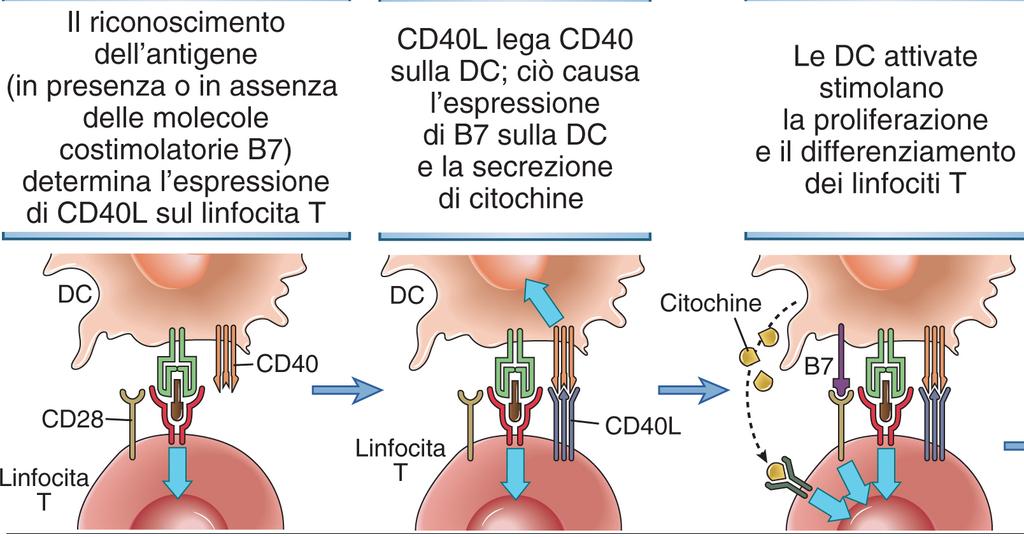 Ruolo del CD40 nella attivazione dei linfociti T I pazienti affetti da difetti del CD40 o CD40L mostrano una aumentata suscettibilità alle infezioni opportunistiche (Pneumocystic carinii,