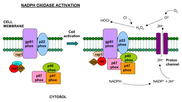 I neutrofili attivati producono ROS attraverso l attivazione della NADPH ossidasi La