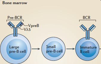 Sviluppo dei linfociti B Lo stadio successivo al pro-b è rappresentato dalle cellule pre-b che sono caratterizzate dal completo riarrangiamento della catena pesante delle Ig che viene espressa sulla