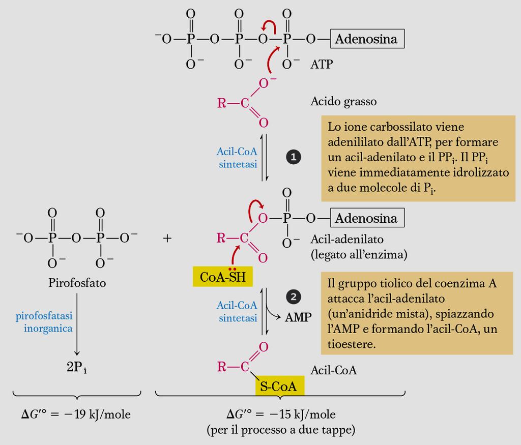 Conversione dell acido grasso in Acil-Coa Gli acidi grassi vengono attivati in tioesteri nel citoplasma attraverso il legame con il Coenzima A dalle Acil-CoA