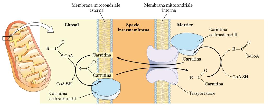 Gli acil-coa sono trasportati nel mitocondrio L entrata degli acil-coa nel mitocondrio rappresenta la tappa