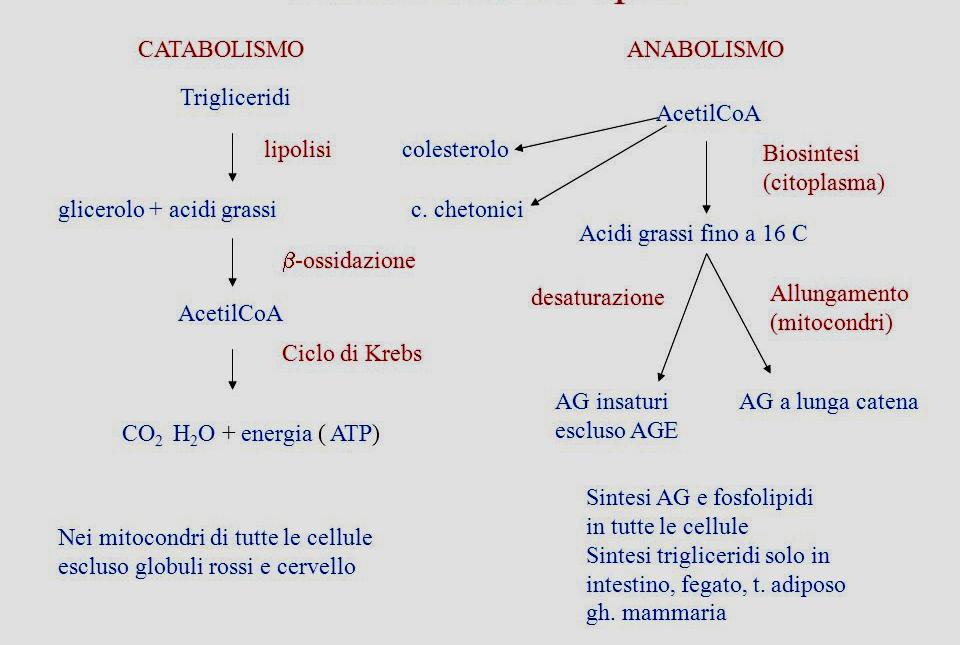 Il metabolismo cellulare dei lipidi