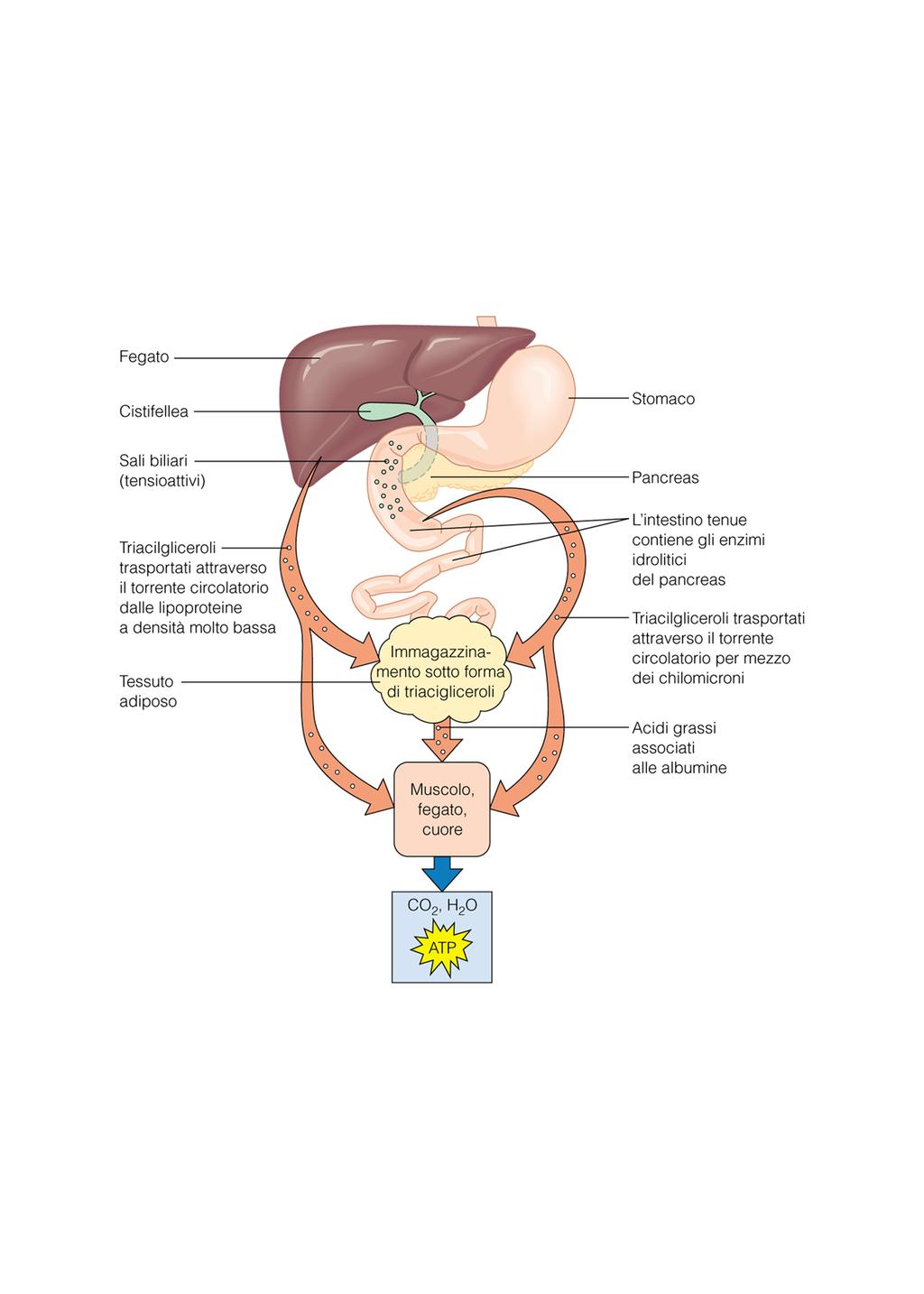 Digestione ed assorbimento e utilizzazione dei lipidi 90% dieta triacilgliceroli 10% colesterolo, fosfolipidi ac.grassi Lipasi linguale e gastrica stabile al ph acido: acilgliceroli con ac.