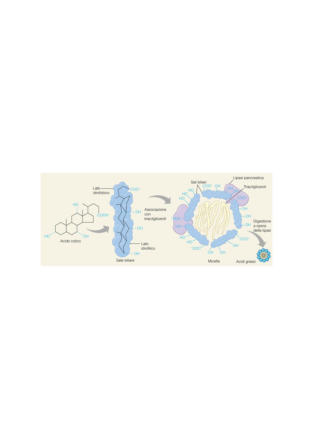 Gli acidi grassi liberi, il colesterolo libero e i 2-monoacilgliceroli sono i prodotti principali della degradazione dei lipidi Formano micelle miste con i Sali biliari (non quelli con catene corte o